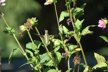 Obraz premium Beautiful AnneMarie is searching through the dying dahlia's for sweet, sweet nectar.