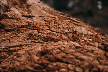 Old dry rotten tree bark texture background