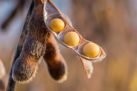 Agriculture, soybean seed details, closeup macro photography