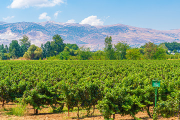 Fototapeta na wymiar Overlooking the magical Bekaa Valley