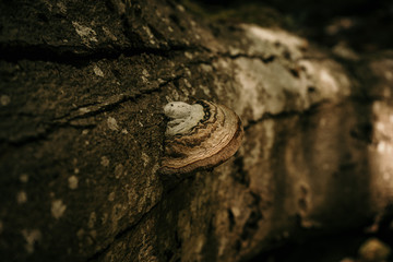 White polypore mushroom growing on a tree stump