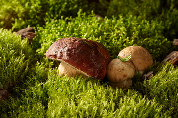 Three edible mushroom boletus on a green moss in forest