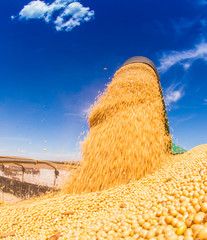 Soybean harvesting machines unloading grain, horizon with blue sky