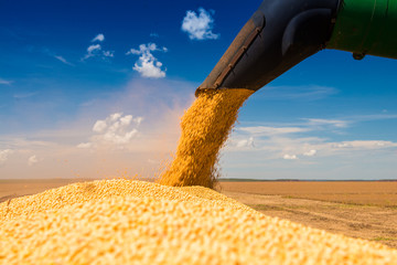 Soybean harvesting machines unloading grain, horizon with blue sky - obrazy, fototapety, plakaty