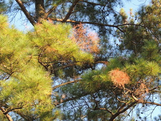 Turning pine needles