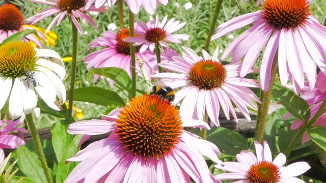 Abejorro recogiendo polen en bella flor primaveral en alpes suizos