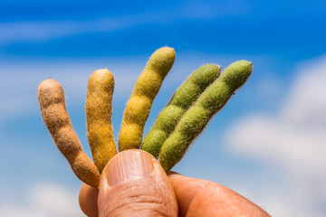 Agriculture, soybean pods at different stages of development, close up macro photography