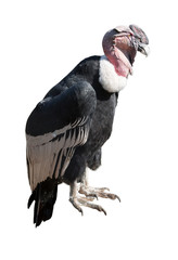Andean condor on white background isolated