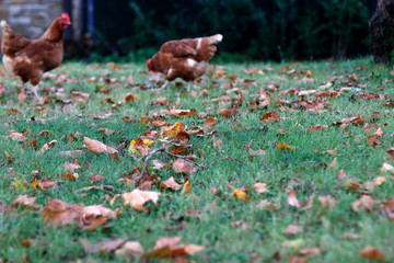 Red hen on the grass