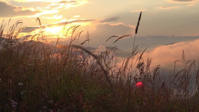 Picturesque landscape of Carpathian mountains at sunset. Herbal meadow with wildflowers on foreground. Amazing highlands landscape. White clouds at low altitudes above the valley. Beauty of nature