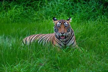 Tuger relaxing in the grass