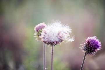 Thistle with fluffy white seeds on a natural meadow background.