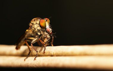 Robber fly eating fly