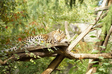 Leopard auf einem Baum
