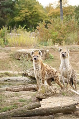 Hyänen im Zoo