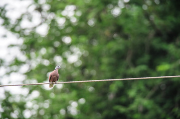 bird and small dry tree branch hold on cable prepare for build nest 