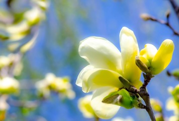 delicate blurry lemon spring magnolia flowers, stylized as watercolor, post-processing with soft focus, delicate nature postcard