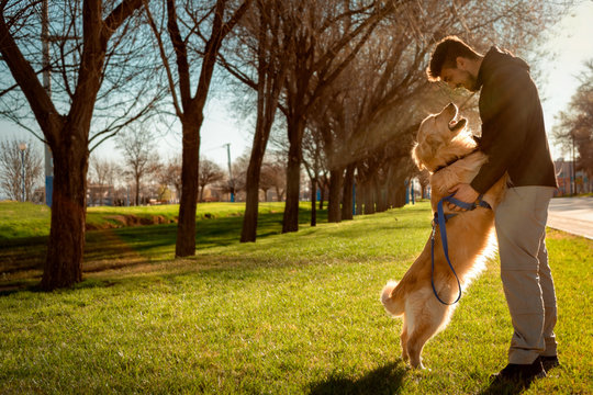 Dog (golden retriever) and man staring at each other in a lovely way. Park background with the daylight and sun rays behind. Horizontal Photography