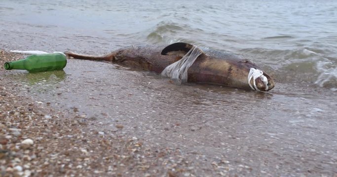 Dead dolphin at Polluted Waters . Sea pollution toxic plastic garbage.