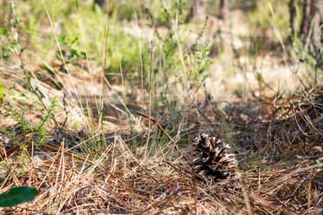pine cone in the ground