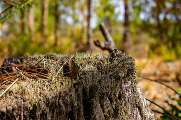 tree trunk in the forest
