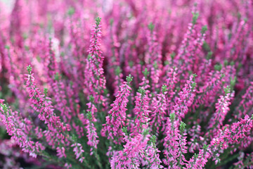 Obraz premium pattern made out of colorized heather, background