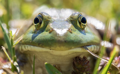 Frog