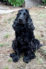 Cão preto lindo, cocker spaniel