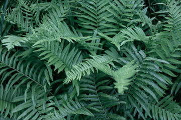 Tropical leaves for background, Green leaves of tropical forest plant for nature pattern and background, Sweet Spring concept, design with copy space for text. soft focus.