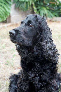 Cão preto lindo, cocker spaniel
