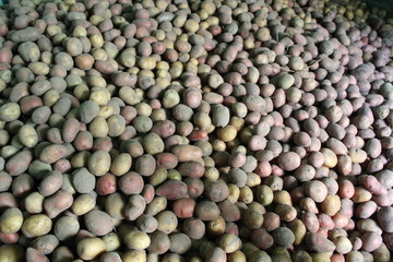 Pile of potatoes stored in cellar. Agricultural products