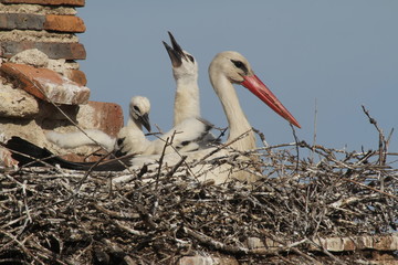 Cigueña blanca con crías en el nido