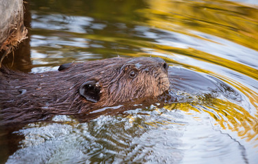 Fototapeta premium American Beaver