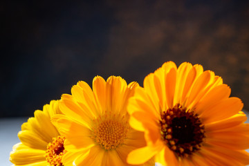 Beautiful flowers bouquet calendula. Summer bloom of calendula. Floral composition. Floral, holiday card, herbal medicine, healthy concept. Copy space