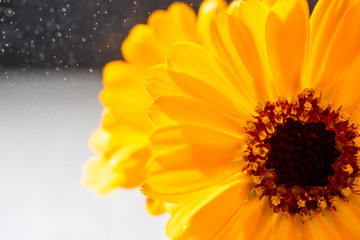 Beautiful flowers bouquet calendula with water drops. Summer bloom of calendula. Floral composition. Floral, holiday card, herbal medicine, healthy concept. Copy space
