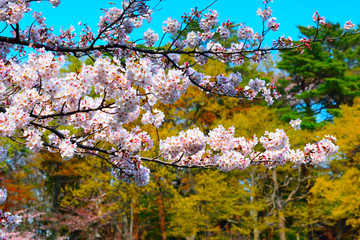 桜