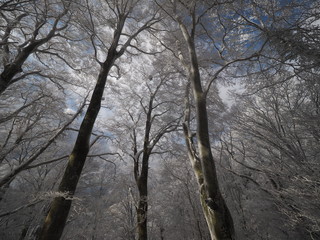 雪景色