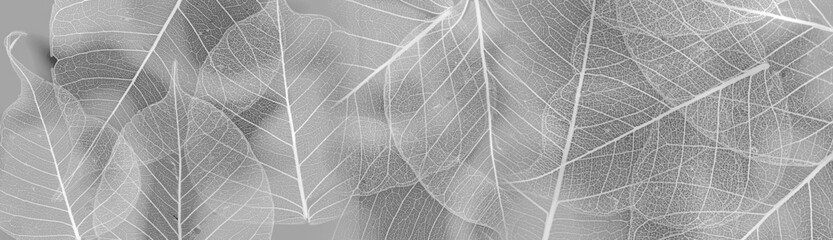 Naklejki  tekstura liścia z bliska