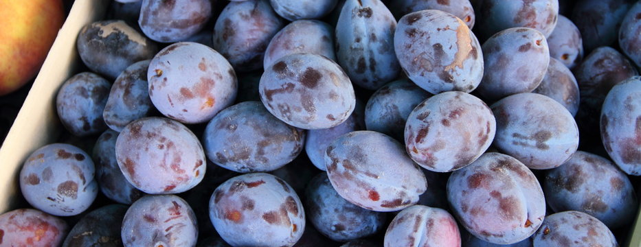 blaue Pflaumen 