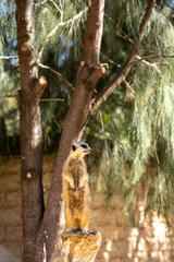 ミーアキャット