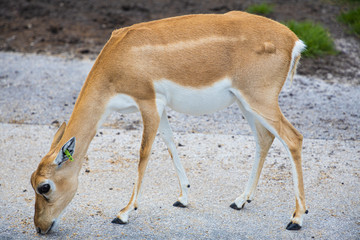 Impala Lion Country Safari Florida