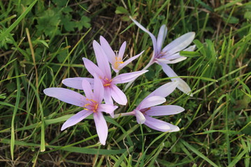 Fototapeta premium Close up of a autumn crocus also known as naked lady