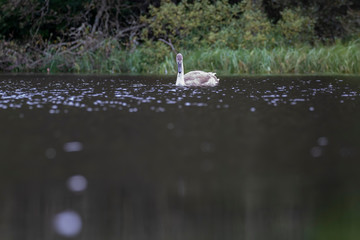 Juvenile mute swans, Cygnus olor, feeding/wading on a Scottish loch during the colourful light of morning during autumn, September. 