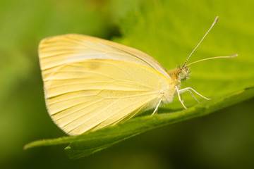 Cabbage White