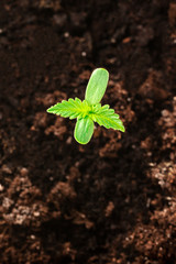 Growing cannabis. Young hemp plant seedling with the first true and cotileydon leaves, overhead shot with a place for text