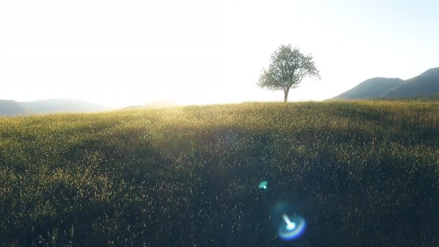 Aerial fly towards single tree on top of a hill at sunset 4K. Drone shot of a tree in focus and sunset in the background