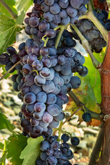 Fototapeta premium A bunch of dark red wine grapes hanging from a vine in a vineyard at autumn harvest
