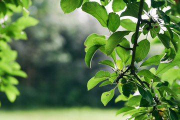 Obraz premium green leaves of a tree in spring