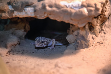 Lizard hiding in the stones. little Dragon. Close-up.