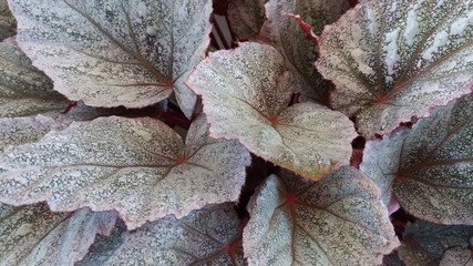 Leaves - Beautiful Vegetable Texture